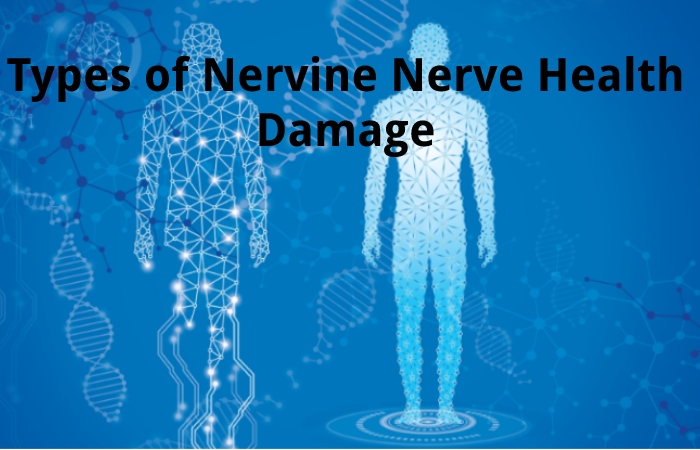 Types of Nervine Nerve Health Damage