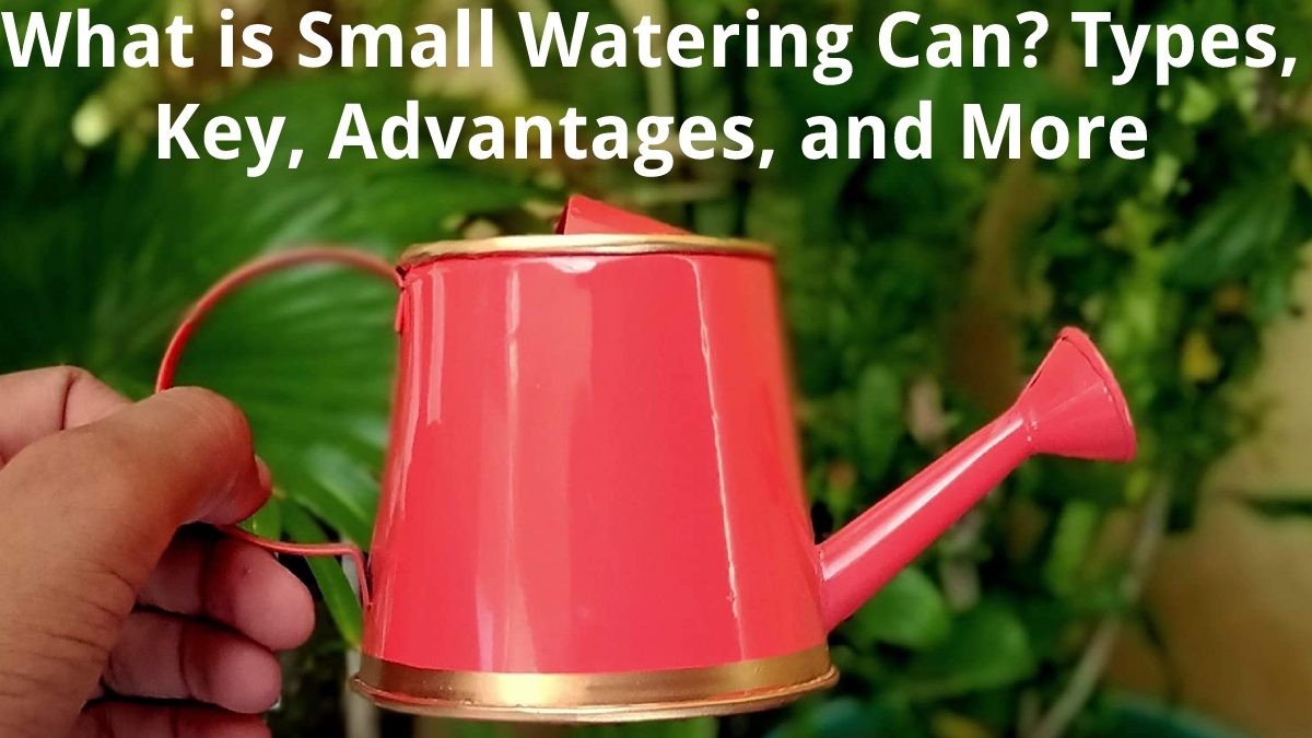 What is Small Watering Can? – Types, Key, Advantages, and More