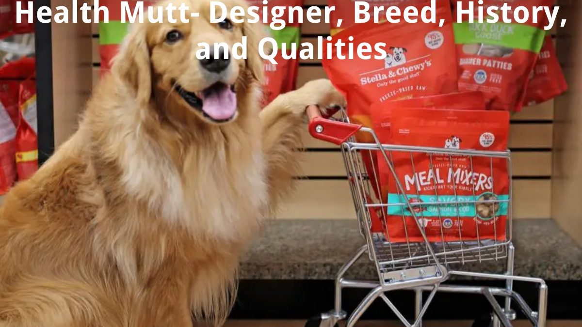 Health Mutt – Designer, Breed, History, and Qualities
