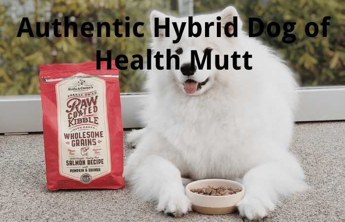 Authentic Hybrid Dog of Health Mutt