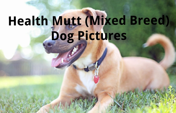 Health Mutt (Mixed Breed) Dog Pictures