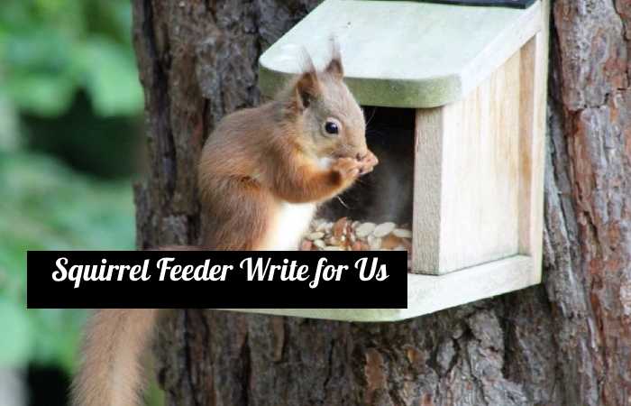 squirrel feeder write for us